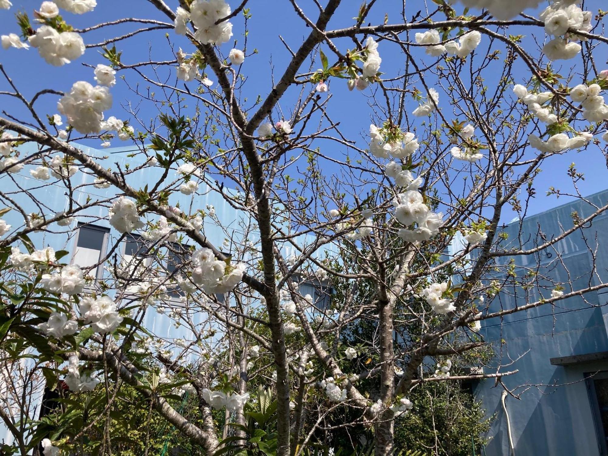 千葉県で泊まれる格安ホテル4選|賢い宿泊ガイド